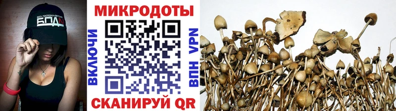 Галлюциногенные грибы Psilocybine cubensis  Дедовск 